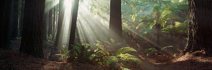 bm_93_redwood_forest.jpg