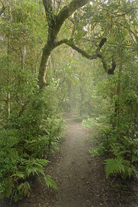 borderrangesforestb.jpg
