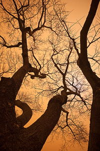 duststormtreesB.jpg