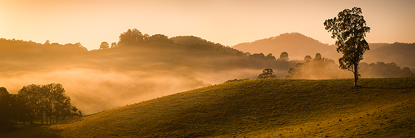 goldenmist540.jpg