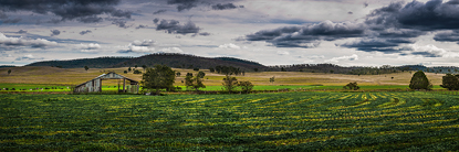 greenandgold500.jpg
