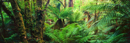 heartoftheforest500.jpg
